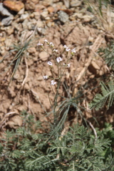 Eremogone cucubaloides