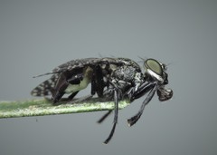 Platystoma seminationis