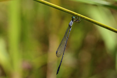 Neosticta canescens