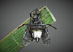 Platystoma seminationis