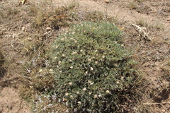 Astragalus lagopoides