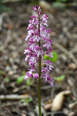 Orchis × hybrida