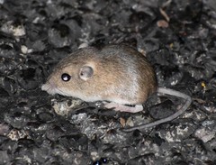 Perognathus