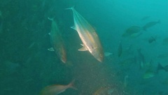Seriola dumerili