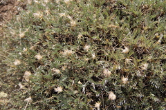 Astragalus lagopoides