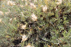 Astragalus lagopoides