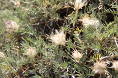 Astragalus lagopoides