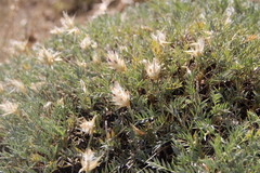 Astragalus lagopoides