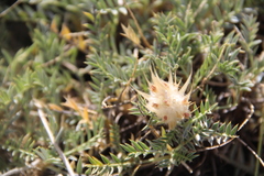 Astragalus lagopoides