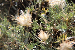 Astragalus lagopoides