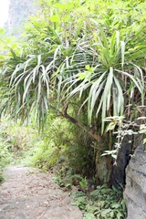 Dracaena