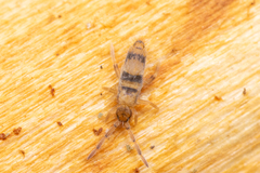 Entomobrya triangularis
