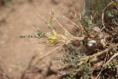 Astragalus aureus