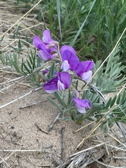 Lathyrus polymorphus