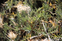 Astragalus lagopoides