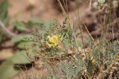 Astragalus aureus