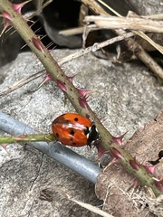 Coccinella septempunctata