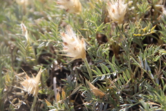 Astragalus lagopoides