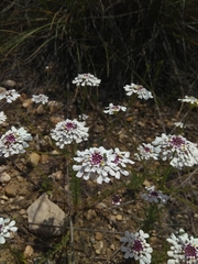 Iberis pectinata