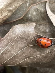 Coccinella septempunctata