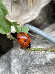 Coccinella septempunctata