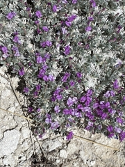 Astragalus sericoleucus