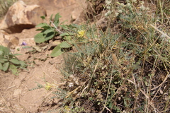 Astragalus aureus