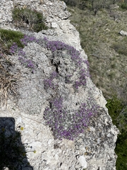 Astragalus sericoleucus