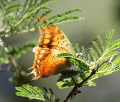 Charaxes candiope