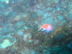 Pseudanthias pleurotaenia