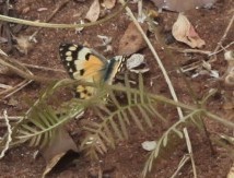 Colotis calais calais