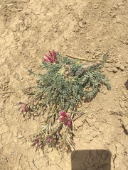 Astragalus incanus