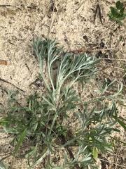Artemisia campestris
