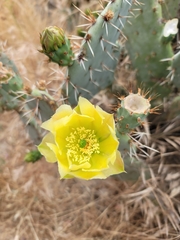 Opuntia leucotricha