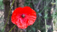 Papaver rhoeas