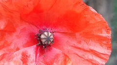 Papaver rhoeas