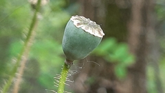 Papaver rhoeas