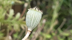 Papaver rhoeas