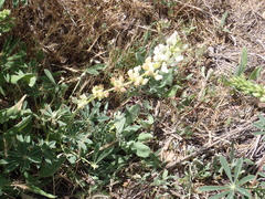 Lupinus densiflorus