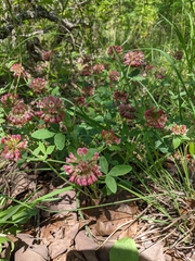 Trifolium reflexum