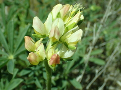 Lupinus densiflorus
