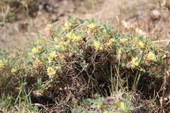 Astragalus aureus