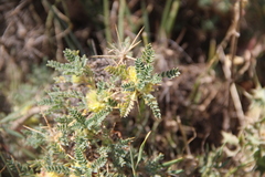 Astragalus aureus