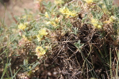 Astragalus aureus