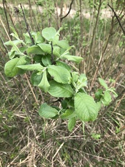 Salix cinerea