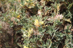 Astragalus aureus