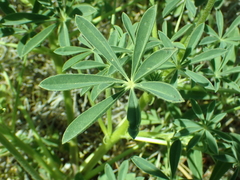 Lupinus densiflorus