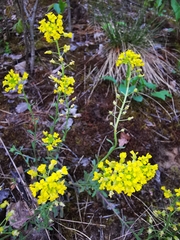 Alyssum montanum gmelinii