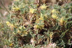 Astragalus aureus