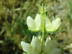 Lupinus densiflorus
